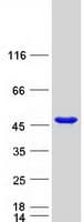 Human GLUL / Glutamine Synthetase Protein (Recombinant Myc-DDK (Flag))