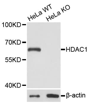 HDAC1 Antibody