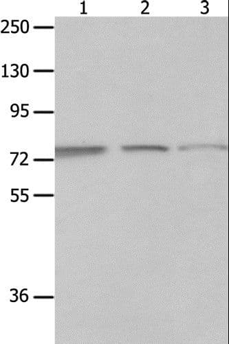 Polyclonal Rabbit anti-Human MAGED1 / NRAGE Antibody (IHC, WB)