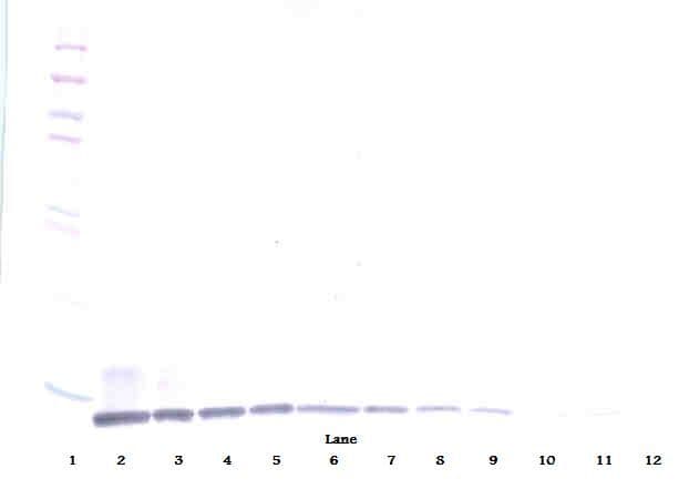CCL19 / MIP3-Beta Antibody