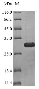 Oxyuranus microlepidotus Toxin 3FTx-Oxy6 Protein (Recombinant 10His-SUMO, N-terminus + Myc, C-terminus)