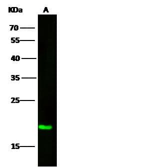 BID Antibody (Preservative Free)