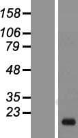MYD118 / GADD45B Protein (Over-Expression Lysate Myc-DDK (Flag))