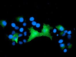EPN2 Antibody (clone OTI1C5, Carrier-free)