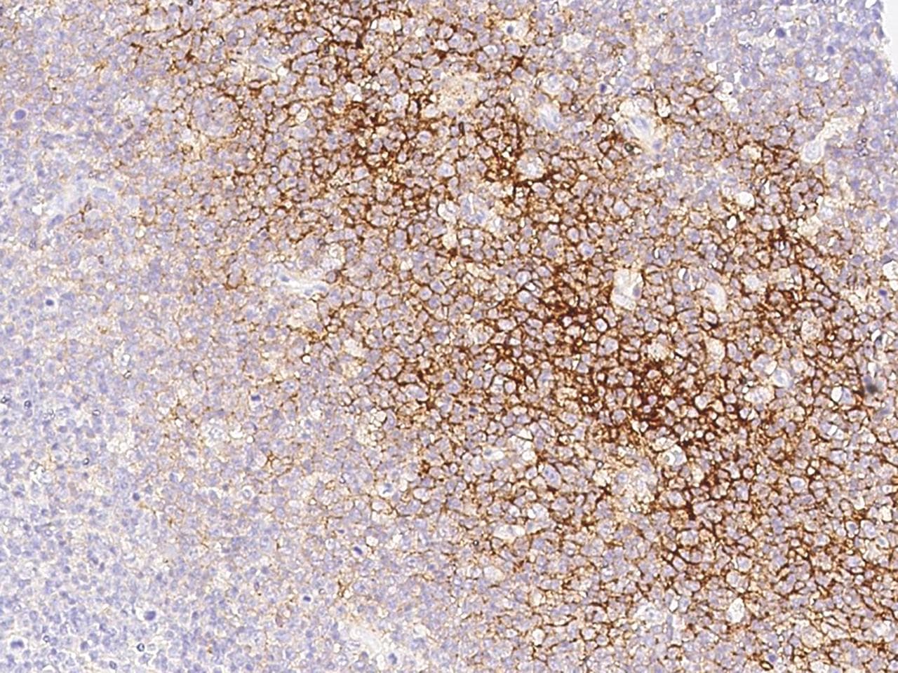 CD82 Antibody (clone 07, Preservative Free)