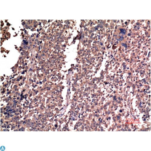 CCNB1 / Cyclin B1 Antibody