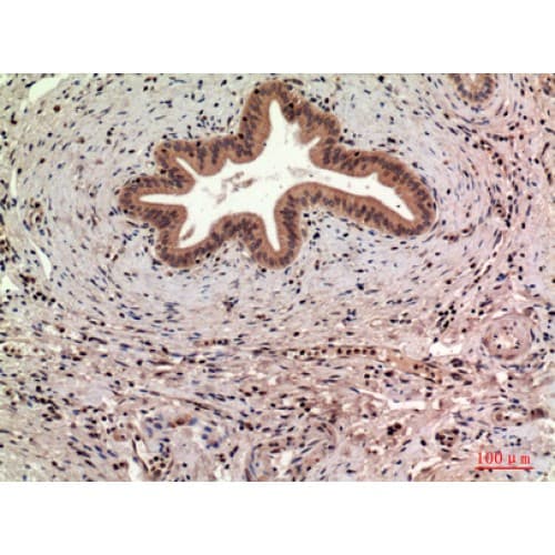 Polyclonal Rabbit anti-Human CD63 Antibody (121-170 aa, Internal, IHC, WB)