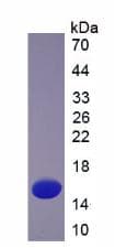 Mouse TXN / Thioredoxin / TRX Protein (Recombinant His, N-Terminal)