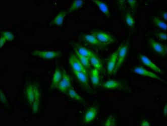 DTX1 / Deltex Antibody
