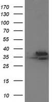 CDK2 Antibody (clone OTI2A5)