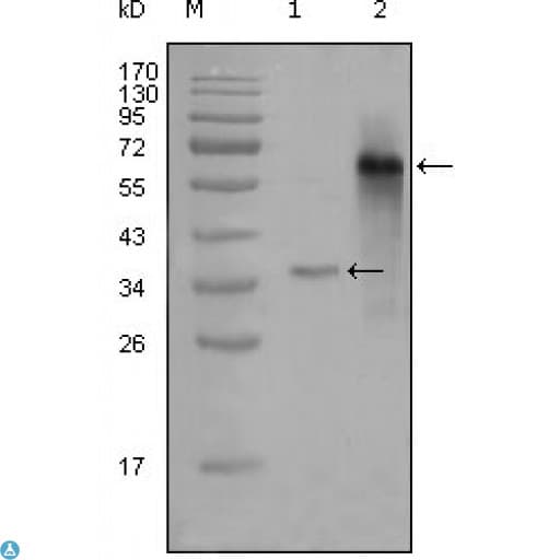 NCOA3 / SRC-3 / AIB1 Antibody