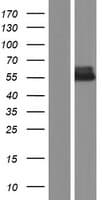 Human AMHR2 / MISRII Protein (Over-Expression Lysate Myc-DDK (Flag))