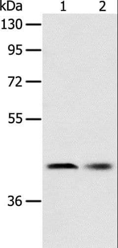 SERPINA5 / PCI Antibody