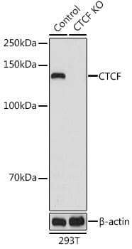 CTCF Antibody