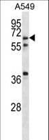GLP2R Antibody (aa220-248)