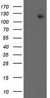 ERCC4 / XPF Antibody (clone OTI6E6)