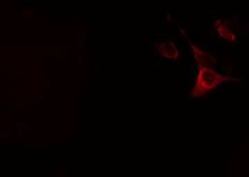 NOX5 Antibody