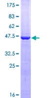 Human VSTM2L Protein (Recombinant GST)