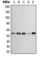 PathPlus™ KRT7 / CK7 / Cytokeratin 7 Antibody (C-Terminus)