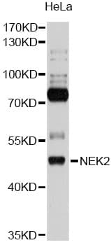 NEK2 Antibody