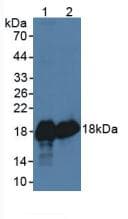 SOD1 / Cu-Zn SOD Antibody (aa2-152)