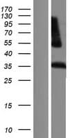 LILRA5 Protein (Over-Expression Lysate Myc-DDK (Flag))