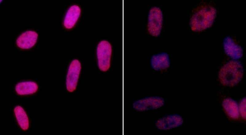 H2AFX / H2AX Antibody (phospho-Ser140)