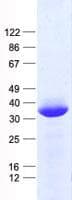 Human HES1 / HES-1 Protein (Recombinant His, N-Terminal)