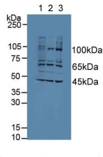 AATK / AATYK Antibody (aa1216-1374, PE)