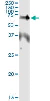 EPOR / EPO Receptor Antibody (clone 3D10)