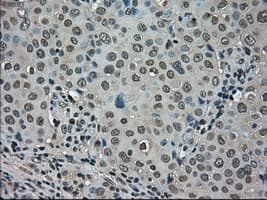 LDHA / LDH1 Antibody (clone OTI2C11)