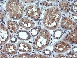 ANAPC11 / APC11 Antibody (clone OTI3C4)