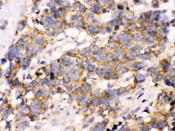 OPA1 Antibody