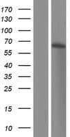 PLEKHD1 Protein (Over-Expression Lysate Myc-DDK (Flag))