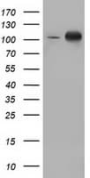PRKD2 / PKD2 Antibody (clone OTI5G1)