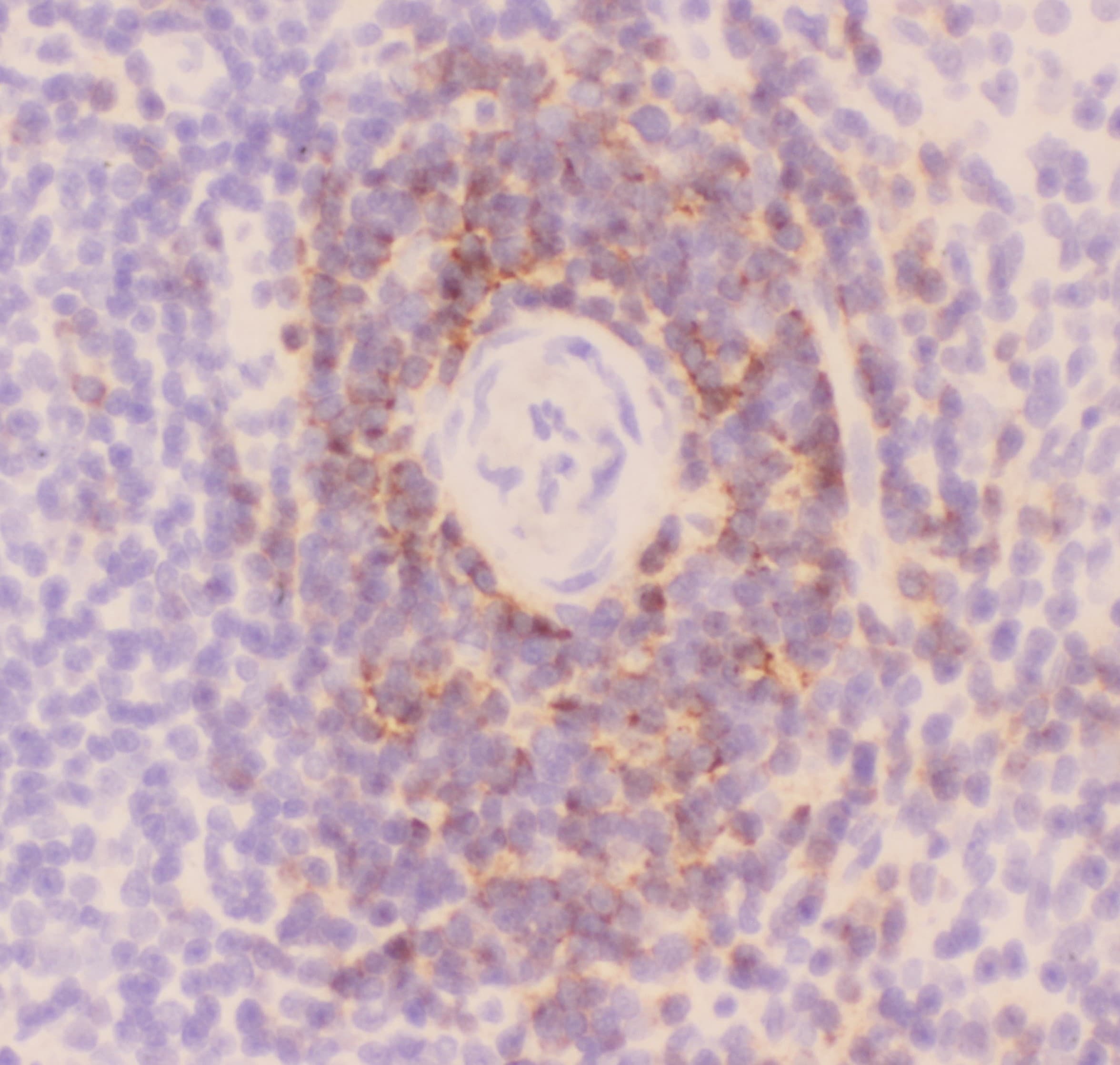 CD3E Antibody (aa23-207)