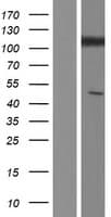 GRID1 Protein (Over-Expression Lysate Myc-DDK (Flag))