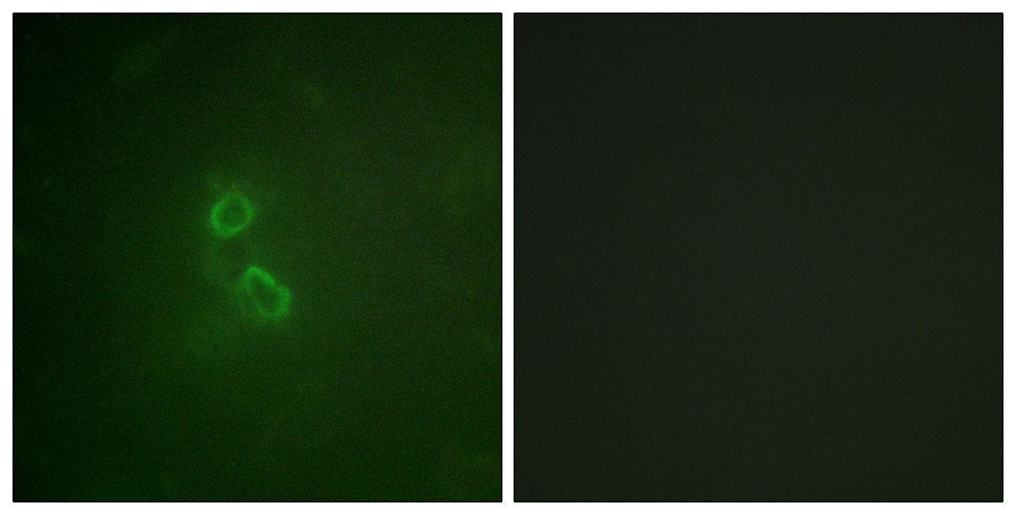 EMA / MUC1 Antibody (Ab-1229)