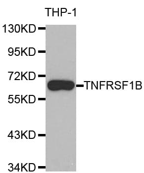 Polyclonal Rabbit anti-Human TNFRSF1B / TNFR2 Antibody (IHC, IF, WB)