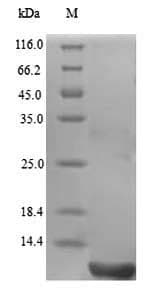 Gloydius blomhoffii Disintegrin halysin Protein (Recombinant 6His, N-terminus)