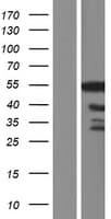 GPBP1 Protein (Over-Expression Lysate Myc-DDK (Flag))