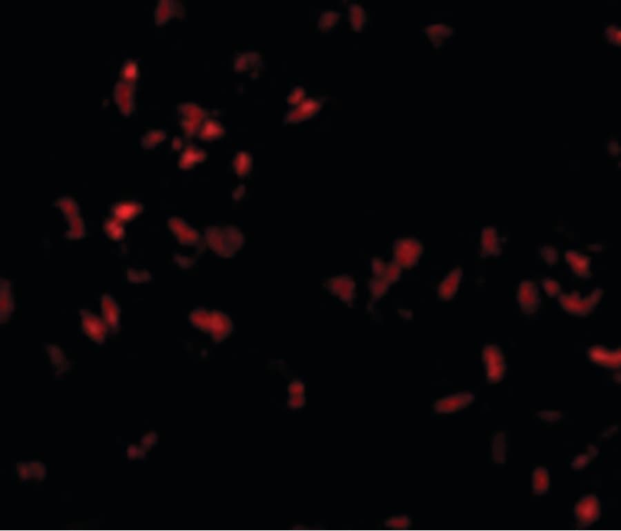 IHC-plus™ SCARA5 Antibody