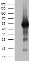 Monoclonal Mouse anti-Human SPATA2L Antibody (clone OTI4F3, aa179-424, WB)