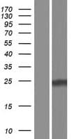 CBLN4 / Cerebellin 4 Protein (Over-Expression Lysate Myc-DDK (Flag))