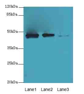 PRSS35 Antibody