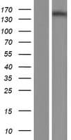 NPHP4 Protein (Over-Expression Lysate Myc-DDK (Flag))