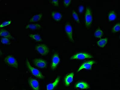 Polyclonal Rabbit anti-Human NRSN2 Antibody