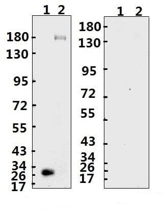 SARS-CoV-2 Spike Glycoprotein Antibody (Extracellular Domain - ECD, Azide-free)