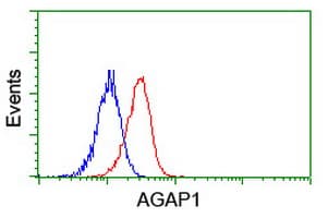 CENTG2 / AGAP1 Antibody (clone OTI4E8)