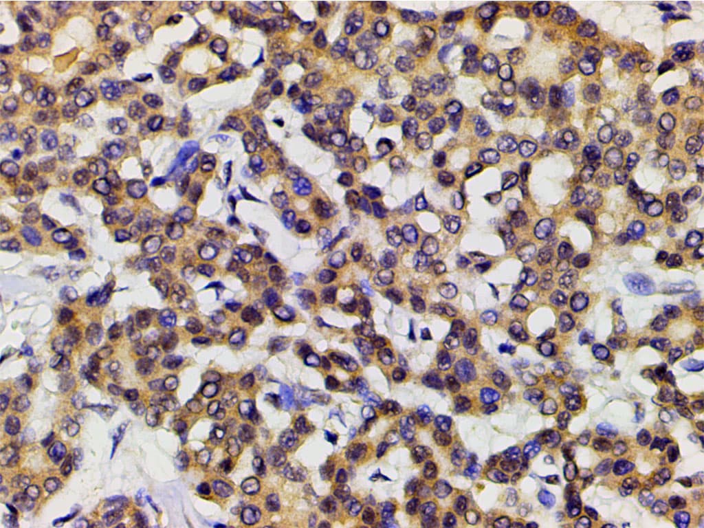 EFNB2 / Ephrin B2 Antibody